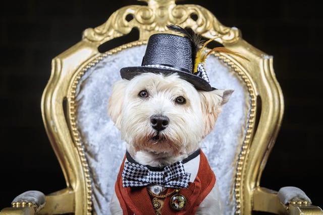 Keegan the West Highland White Terrier dress as The Mad Hatter.