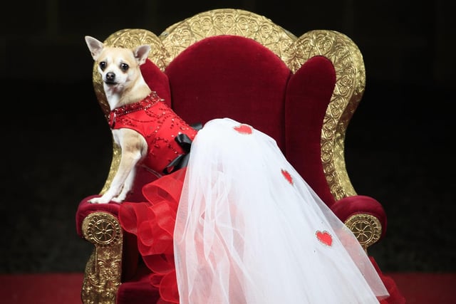 Willow the Chihuahua dog dressed as The Queen of Hearts.