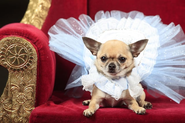 Dolly the Chihuahua dog dressed as Alice in Wonderland.