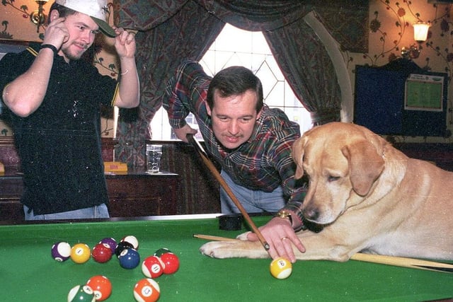 Oscar the pool playing dog enjoys a game of pool with regulars at The Stag pub in Orrell in 1996