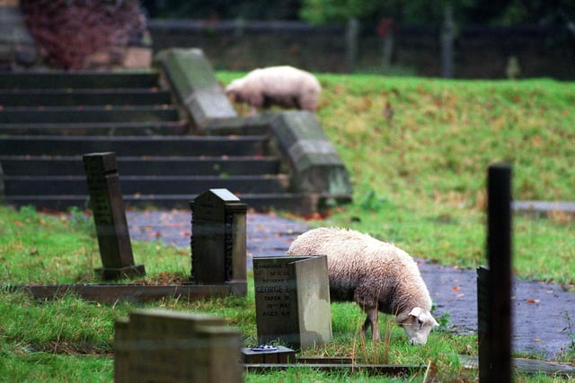 These sheep were brought in to keep the graveyard grass in order at Arthington Parish Church.