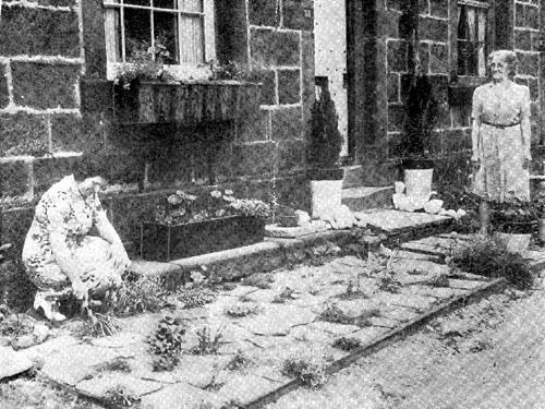 Miss M. Rose and her mum tend to plants on the kerb outside their home at 39 New Adel Lane in 1951. The small area is enhanced with window boxes and has small trees in tubs flanking the doorway.