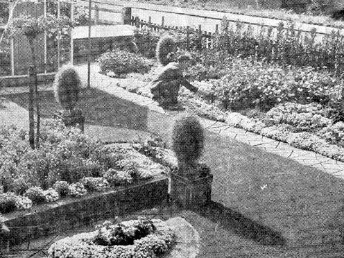 A small garden at number 22 Grovehall Avenue, Beeston, belonging to Alex E. Mulley who made 'full use of every square foot' with his colourful planting scheme in 1951.
