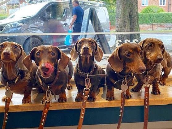 The ‘sausage squad’ consists of Missy, Button, Duke, Ivy and Apple, a group of miniature dachshunds from near Harrogate. They have 45.8k followers on Instagram.