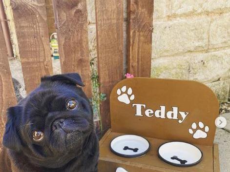 An instagram page following a six-year-old pug called Teddy, who lives in Harrogate, and all his adventures with his family - including two-year-old Aurora. Teddy has 16.4k followers.