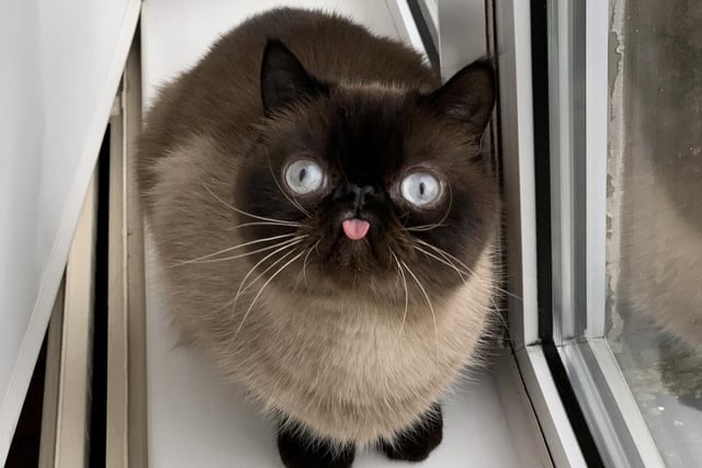 A bit of lighthearted relief is this Bradford cat, named after an Akira Kurosawa film, wh is regularly photographed with his tongue sticking out. Owners Emma and Rich say the account has seen a huge uplift in followers since lockdown.