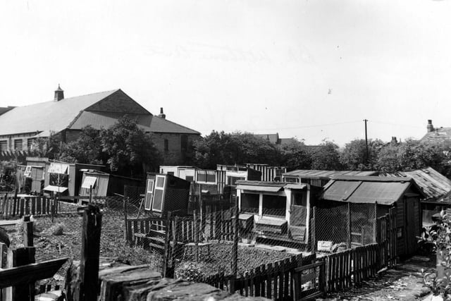 June 1955. These allotments at the back of Athlone Grove have a diverse collection of garden sheds and pigeon lofts.