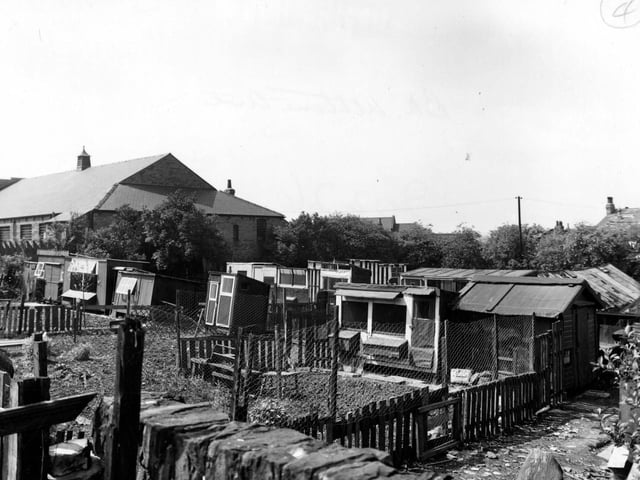 June 1955. These allotments at the back of Athlone Grove have a diverse collection of garden sheds and pigeon lofts.
