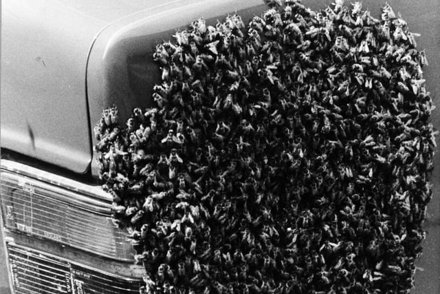 A swarm of bees landed on this Vauxhall car on Hope Road, off Regent Street in June 1975. PC Todd, the Leeds City Police bee expert was called in and removed the swarm by guiding them into a box.