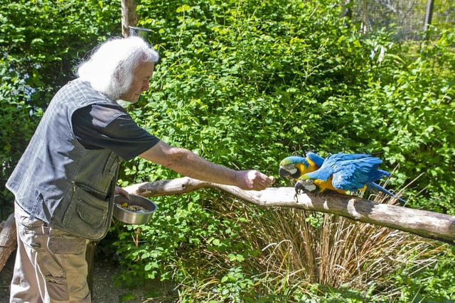 There are more than 100 acres of gardens to explore in the grounds of the stunning Harewood House. Pictured is bird keeper Peter Stubbs feeding the blue and gold macaws at the bird garden.