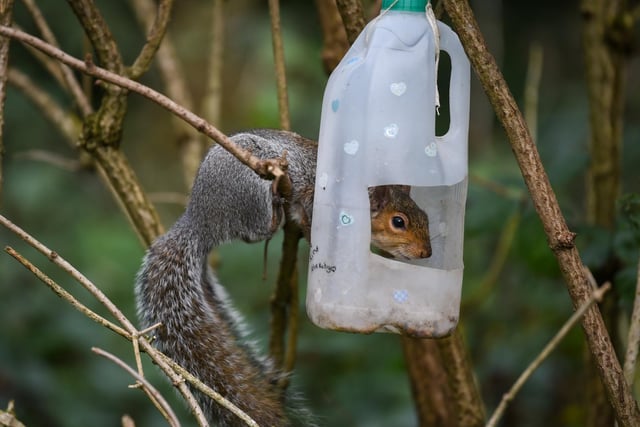 Lots of community made feeders keeping this squirrel happy