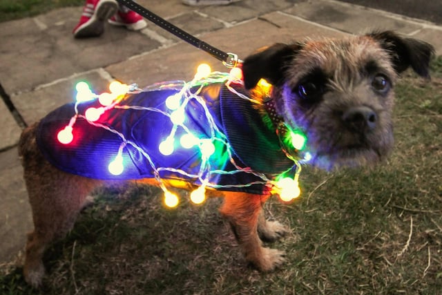 Molly dressed up for Lumidogs