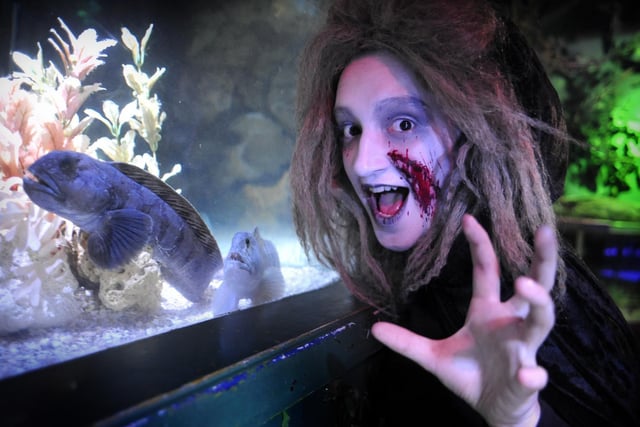 Kayleigh Graves, of York Dungeon, pictured with the ferocious looking, fanged Wolf Fish, taking over the Scarborough SEA LIFE Centre in a half-term activity.