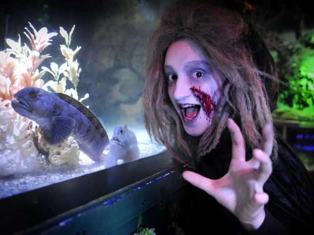 Kayleigh Graves, of York Dungeon, pictured with the ferocious looking, fanged Wolf Fish, taking over the Scarborough SEA LIFE Centre in a half-term activity.