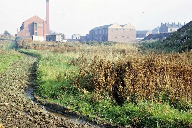 Photograph taken near to the source of the Valley Stream, a spring emerging from a railway embankment off Bruntcliffe Lane.