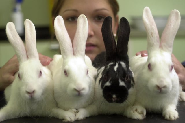 The RSPCA Centre in Leeds needed help with a problem that was multiplying. More than 20 rabbits has been handed in they needed help to re-home them. Pictured is animal care assistant Natalie Goodman with some flop eared residents.