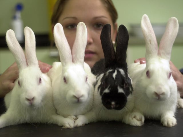The RSPCA Centre in Leeds needed help with a problem that was multiplying. More than 20 rabbits has been handed in they needed help to re-home them. Pictured is animal care assistant Natalie Goodman with some flop eared residents.