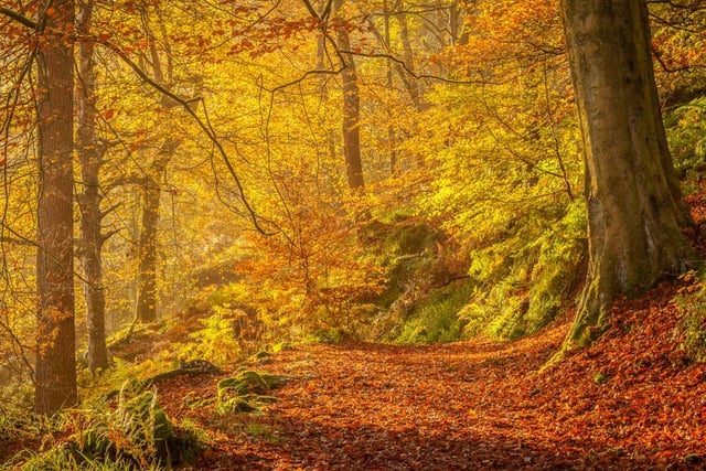 Autumn Morning, Hardcastle Crags - Lorna Tennent.