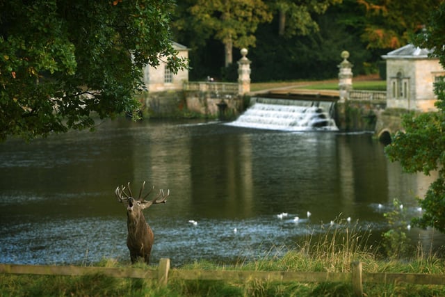 A stag enjoys the rut at Fountains Abbey and Studley Royal Water Garden