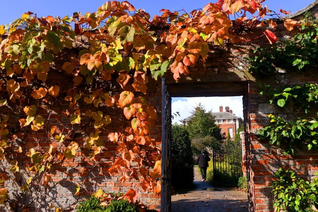 A crimson glory vine frames the entrance to the walled garden at National Trust property Beningbrough Hall, near York