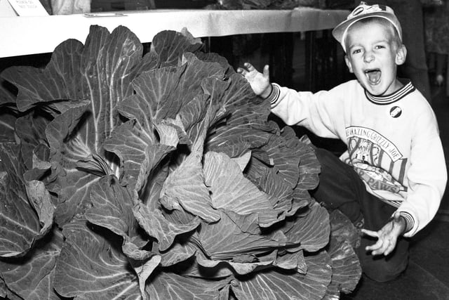 What a whopper! A giant cabbage on display at Shevington Show in 1993