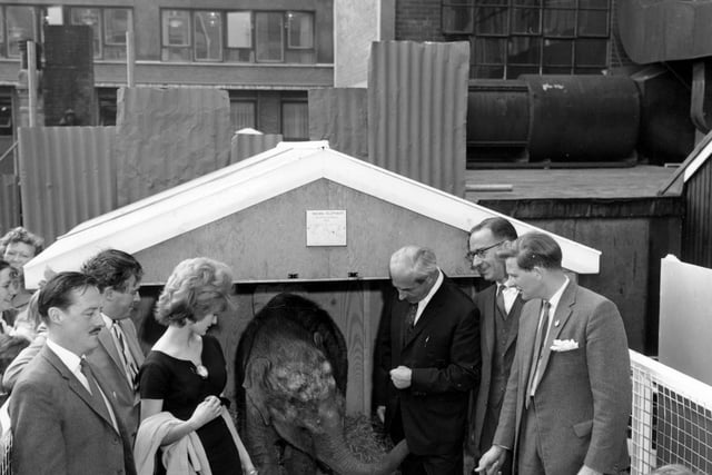August 1964 and Schofields staged a zoo exhibition to attract families to the store. Group gathered in and around the elephant pen outside Schofields store on The Headrow.