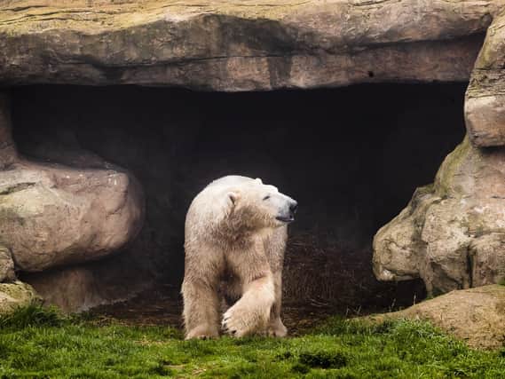 Hamish has been discovering his new home at Yorkshire Wildlife Park