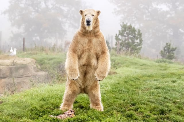 Three-year-old Hamish was moved from Highland Wildlife Park to Doncaster’s Yorkshire Wildlife Park