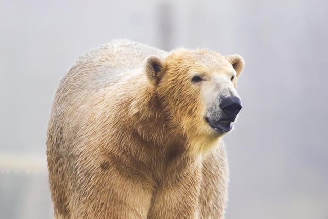 Hamish was first polar bear to be born in the UK for 25 years