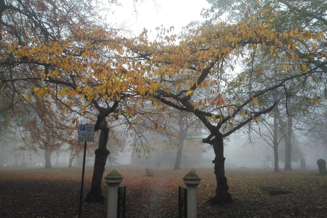 The combination of fog and yellowed leaves makes for an autumnal feel.