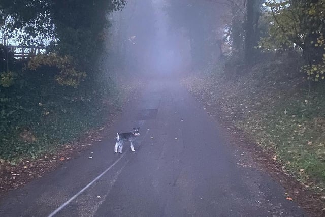 Ivan Rainforth-Gott captured this snap of his dog Barney seeming to disappear into the fog.