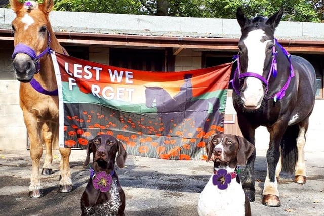 At the Wakefield Riding for the Disabled Association, horses Zach and Maisie stood with their with their doggy friends Skye and Isla to pay tribute to all those who have served in conflicts.