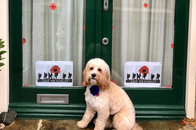 Sarah Costello said: "Our dog Woody was proud to wear his Purple Poppy. Remembering all the animals who also served during the war."