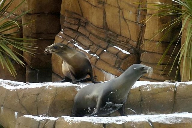 Blackpool Zoo's sea lions don't look too impressed by the cold snap