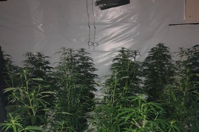A large cannabis factory and machetes were found inside the hotel following the raid.