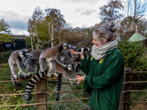 Keeper Leesha Meadows feeding the Ring-tailed lemurs