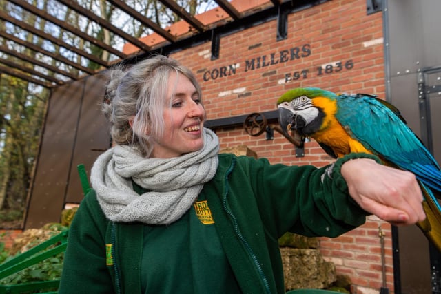 Keeper Leesha Meadows with one of the six Macaws at the centre.