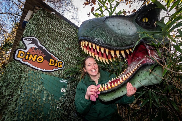 Keeper Elisabeth Blezard cleaning the large Tyrannosaurus Rex on the Dino Trail.
