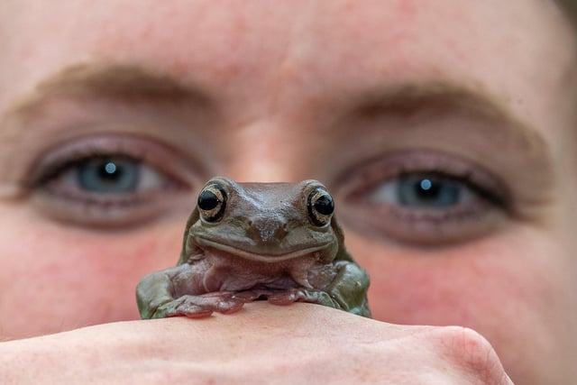 Keeper Leesha Meadow taking a close look at a White tree frog