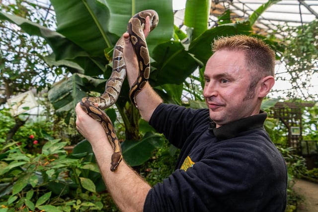 Head Keeper Steve Dickie holding a Royal python.
