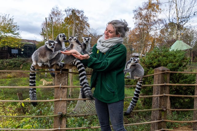 Ring-tailed lemurs at Tropical Butterfly House Wildlife And Falconry Centre