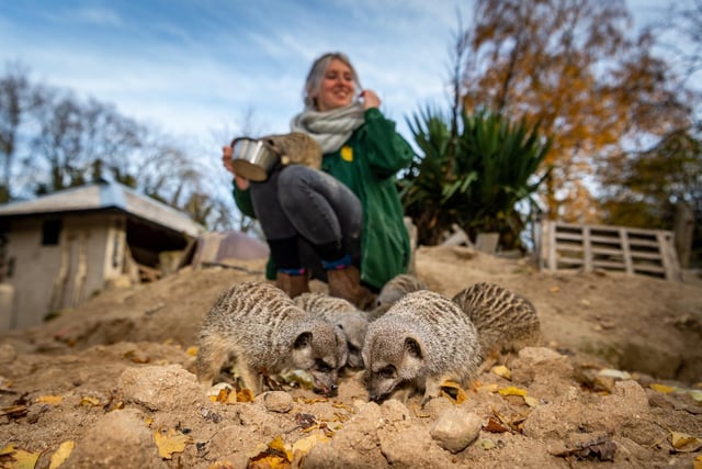 Keeper Leesha Meadows feeding the meerkats and porcupines.