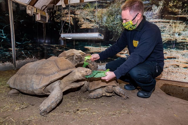 Head Keeper Steve Dickie feeding the Sulcata Tortois the 3rd largest species in the world.