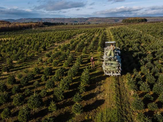 20,000 Christmas trees on a Yorkshire estate are ready to be cut down and sold in time for the festive period