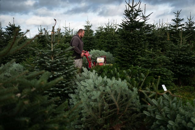 The team at Newburgh Priory will help to deliver it through the trees they sell in bulk across the north of England and giving trees away to local schools