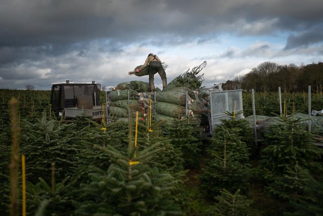He added: "This year we are confident of breaking that record, with 20,000 trees available to buy.”