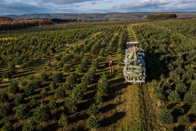 There has been a special retail outlet set up to sell the trees directly at the stately home.