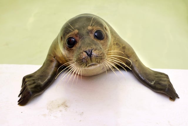 Five-month-old common seal pup, called Istanbul, was found in Scarborough Harbour and eats 3kg of fish per day as he is nursed back to health.