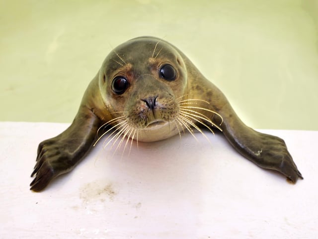 Five-month-old common seal pup, called Istanbul, was found in Scarborough Harbour and eats 3kg of fish per day as he is nursed back to health.