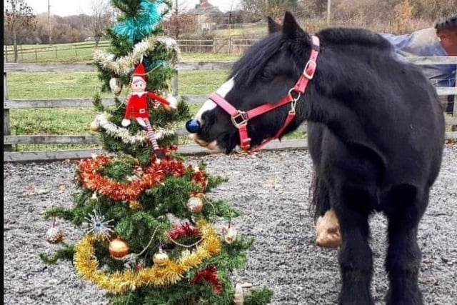 Wakefield Riding for the Disabled Association pony Ellie has made a start on the decorations.